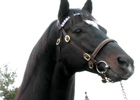 Leading Sires of 2009: Medaglia d'Oro