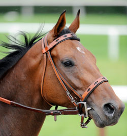 Surgery for Mine That Bird; Travers Still On Surgery for Mine That Bird; Travers Still On