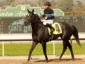 Mizdirection wins the 2012 Clocker's Corner.