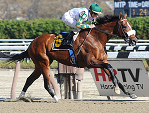 Mucho Macho Man AOC Aqueduct November 9, 2011