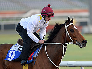 Mull of Killough, Dubai World Cup 2014