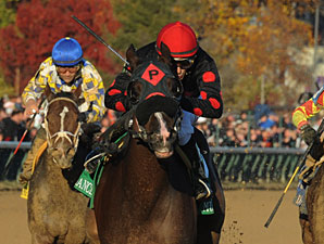 Musical Romance wins the 2011 Breeders' Cup Filly & Mare Sprint.