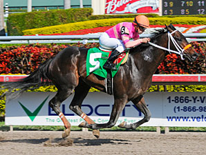 Nacho Business Maiden Win 01/30/11