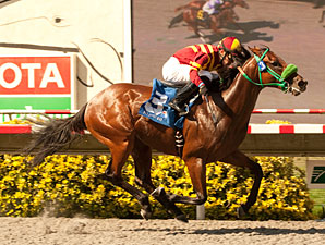 Native Treasure wins the 2012 I'm Smokin Stakes.