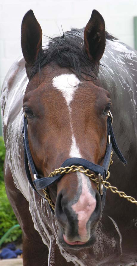 Nicanor up close