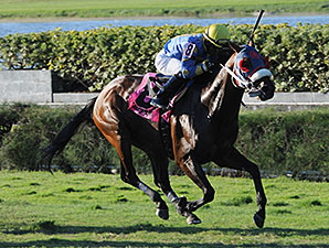 Notyouraveragejoe wins the 2014 Showing Up Stakes.