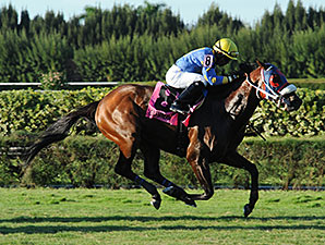 Notyouraveragejoe wins the 2014 Showing Up Stakes.