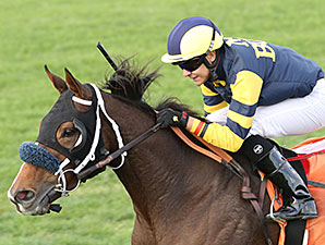 Of Royalty wins the 2013 Chandler Stakes.