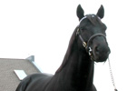 Leading Sires of 2009: Offlee Wild