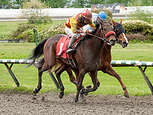 Ole's Miss wins the 2014 Ross McLeod Stakes.