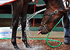 Preakness: Orb Gets a Bath Preakness Morning