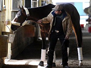 Orb in his shedrow at Belmont Park.