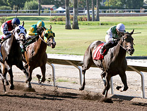 Ourwestcoastghost wins the 2013 Casual Lies Handicap.