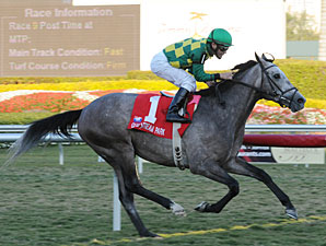 Paddy O'Prado wins the 2010 Palm Beach.
