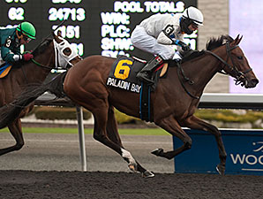 Paladin Bay wins the 2013 Princess Elizabeth Stakes.