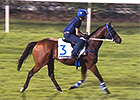 Singapore Cup - Patrick Shaw and Lizarre