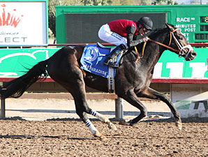 Persuasive Paul wins the 2013 Turf Paradise Derby.