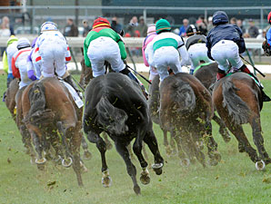 Pluck wins the 2010 Breeders' Cup Juvenile Turf.