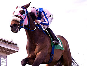 Pocket Patch wins the 2011 Henry Clark.