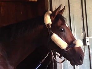 Point of Entry at his barn at Santa Anita 10/29/2012.