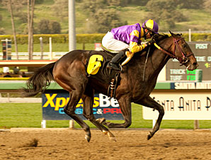 Premier Pegasus wins the 2011 San Felipe.