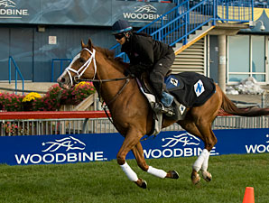 Prince Will I Am - Woodbine, October 13, 2012.