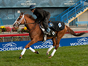 Prince Will I Am - Woodbine, October 13, 2012.