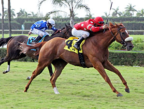 Prize Doll wins the 2012 Ms Brookski Stakes.