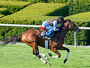 Proviso works on the Keeneland Turf, October 23, 2010.
