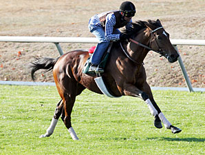Proviso works on the Keeneland Turf, October 23, 2010.