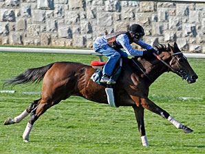 Proviso works on the Keeneland Turf, October 23, 2010.