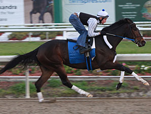 Rachel Alexandra works 03/08/10