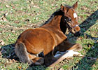 Rachel Alexandra's First Foal Rachel Alexandra's First Foal