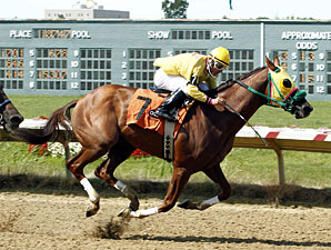 Rapid Redux wins 15 races in a row, 8/22/2011.