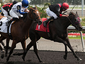 Reconnect wins the 2013 Belle Mahone Stakes.