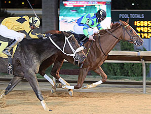 Red Hot Diva wins the 2013 My Sister Pearl Stakes.