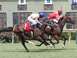 Redgrass Cat wins the 2013 Donnie Wilhite Memorial Stakes.
