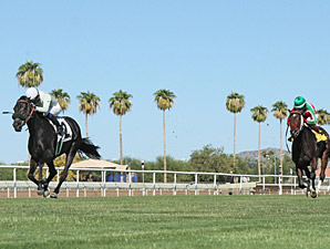 Rock Hard Bunny wins the 2013 Queen of the Green Stakes.