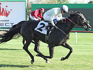 Rock Hard Bunny wins the 2013 Queen of the Green Stakes.
