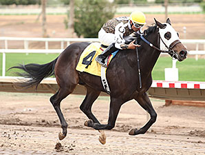 Rockin Home wins the 2013 Arizona Breeders' Futurity Colts and Geldings.