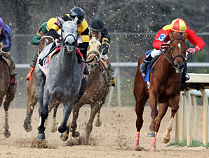 Rose to Gold wins the 2013 Honeybee Stakes.