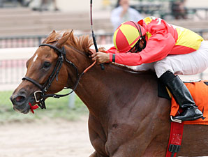 Rose to Gold wins the 2012 Lindsay Frolic.