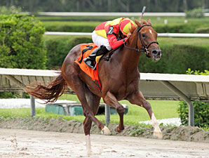 Rose to Gold wins the 2012 Lindsay Frolic.