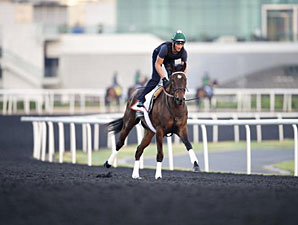 Royal Delta - Dubai, March 27, 2013.