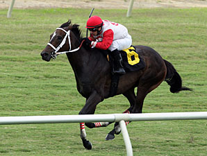Saintly Love wins the 2013 Old Nelson.