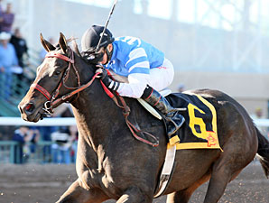 Sapello Cantador wins the 2012 University Of New Mexico Handicap.