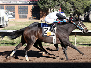 Sapello Cantador wins the 2013 University Of New Mexico Handicap.