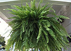 The Filching of The Ferns