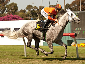 Schiaparelli wins the Great Lady M Stakes.