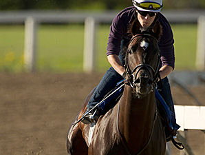 Scipio works towards the Breeders' Stakes.